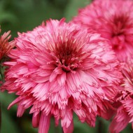 Эхинацея Echinacea Blackberry Truffle